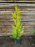 Ciprés Golden (Cedro Limón) - Cupressus macrocarpa  var. goldcrest (0.6-0.7m)