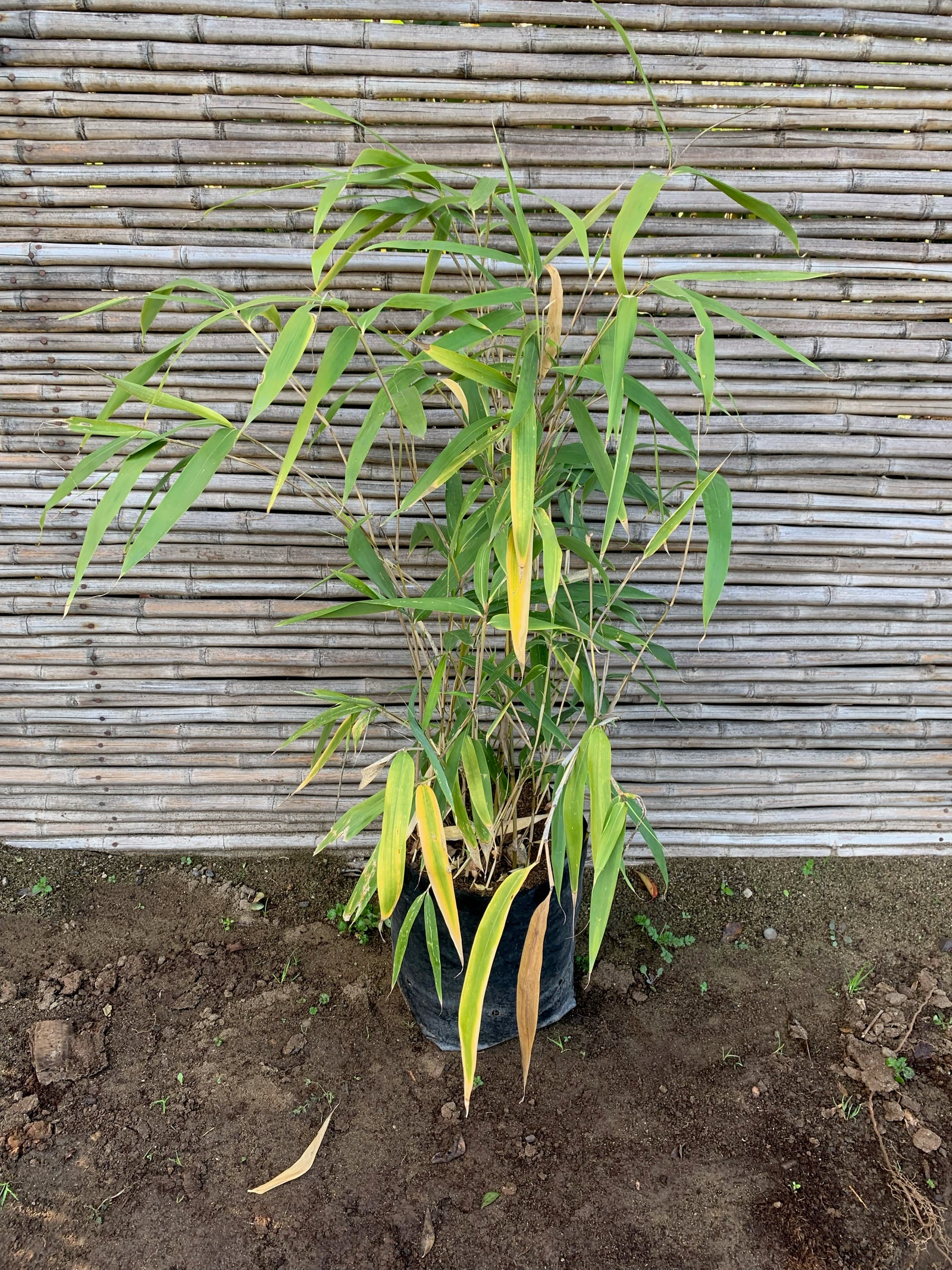 Bambú de Hoja Ancha - Indocalamus