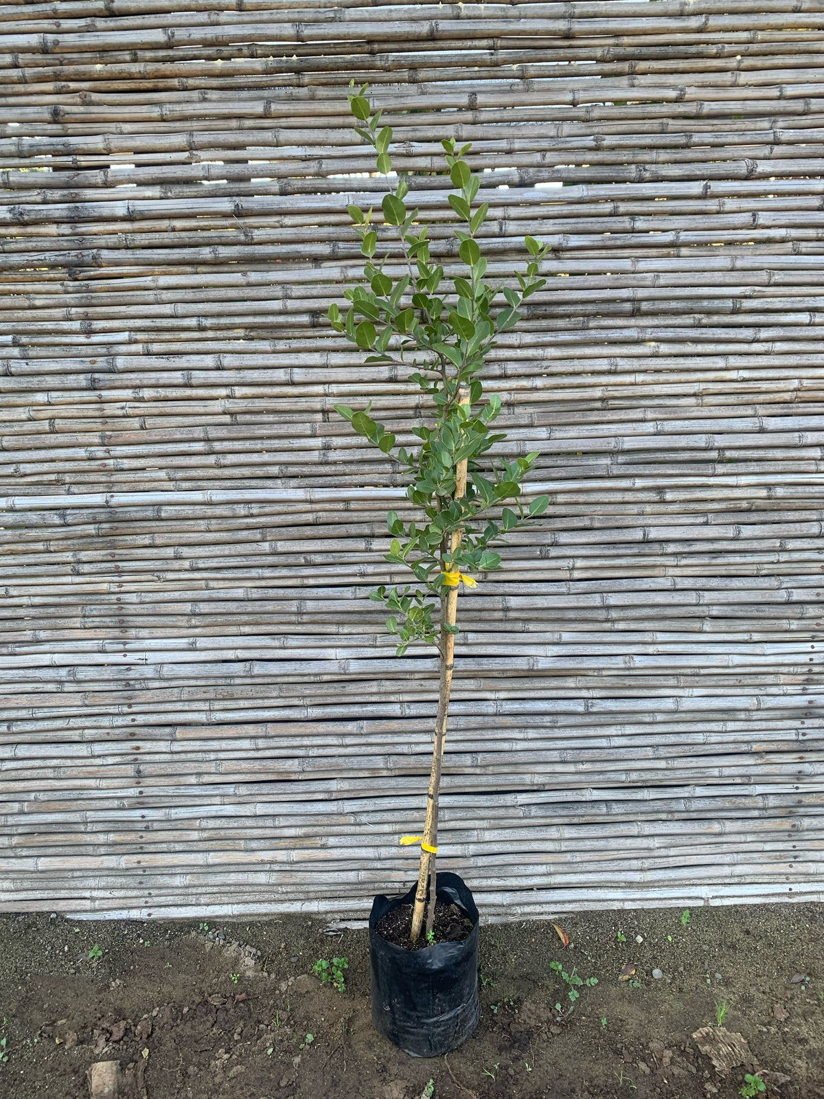 Quillay - Quillaja saponaria (1.0-1.5m)