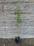 Quillay - Quillaja saponaria (1.0-1.5m)