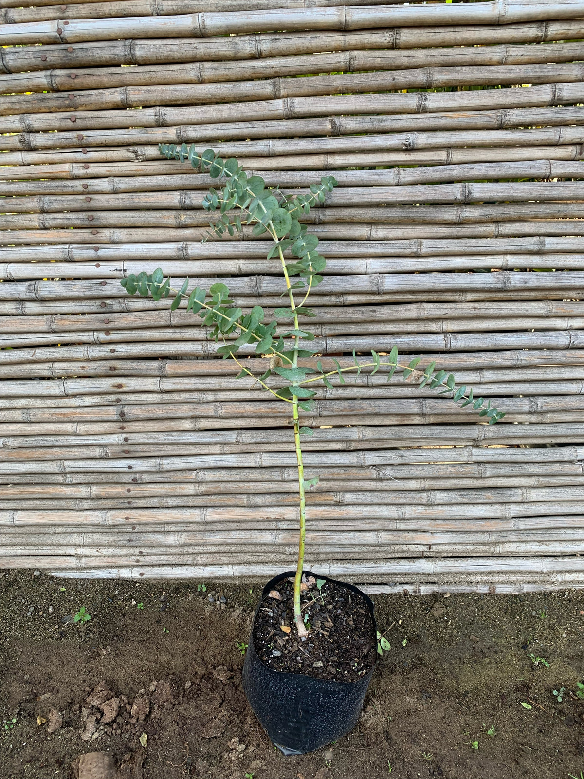 Eucalipto Dólar - Eucalyptus Cinerea