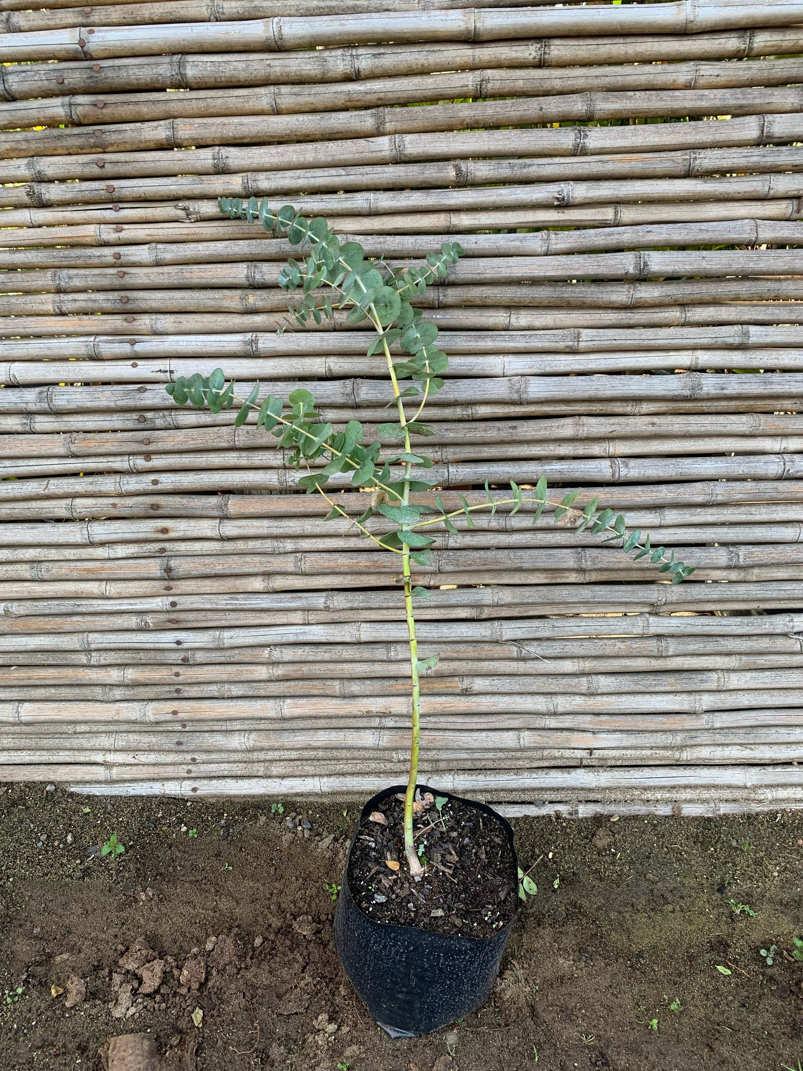 Eucalipto Dólar - Eucalyptus Cinerea