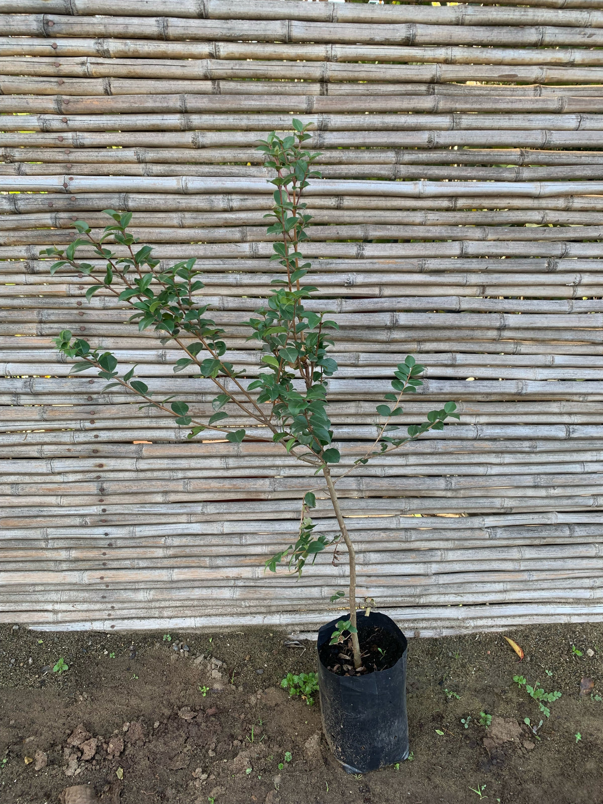 Arrayán - Luma apiculata