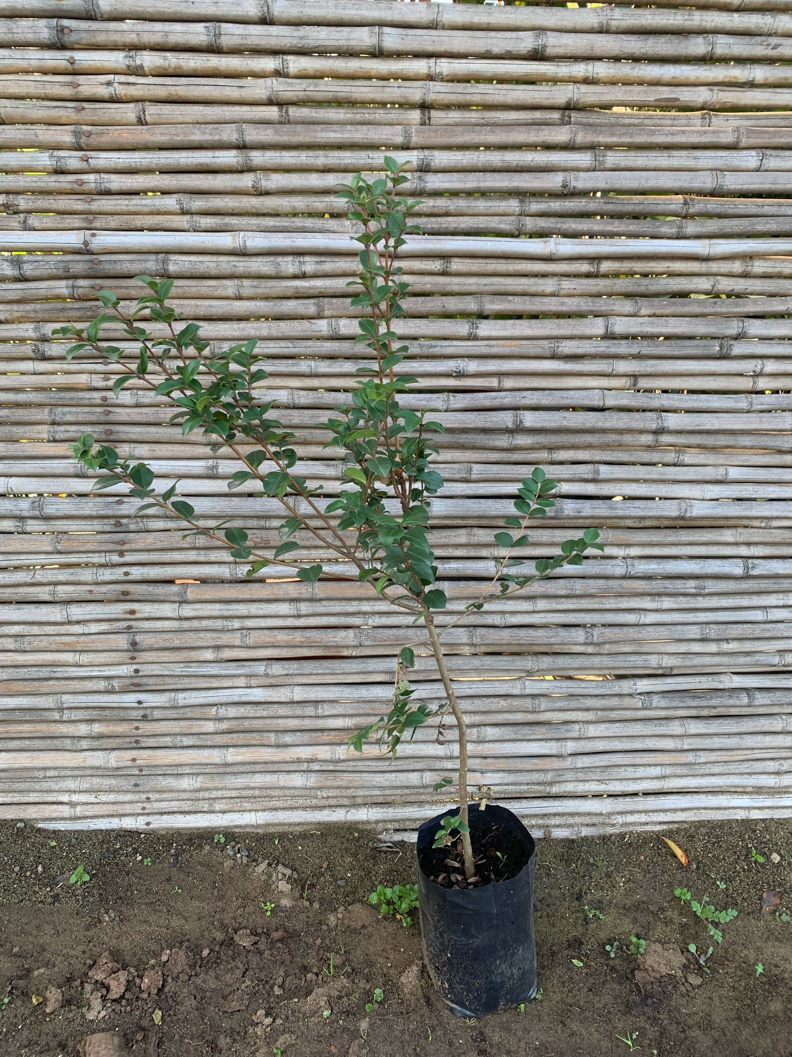 Arrayán - Luma apiculata