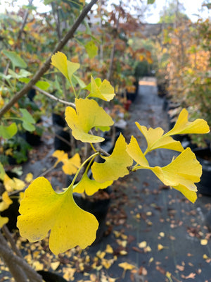 Ginkgo biloba (+ de 4.0m)