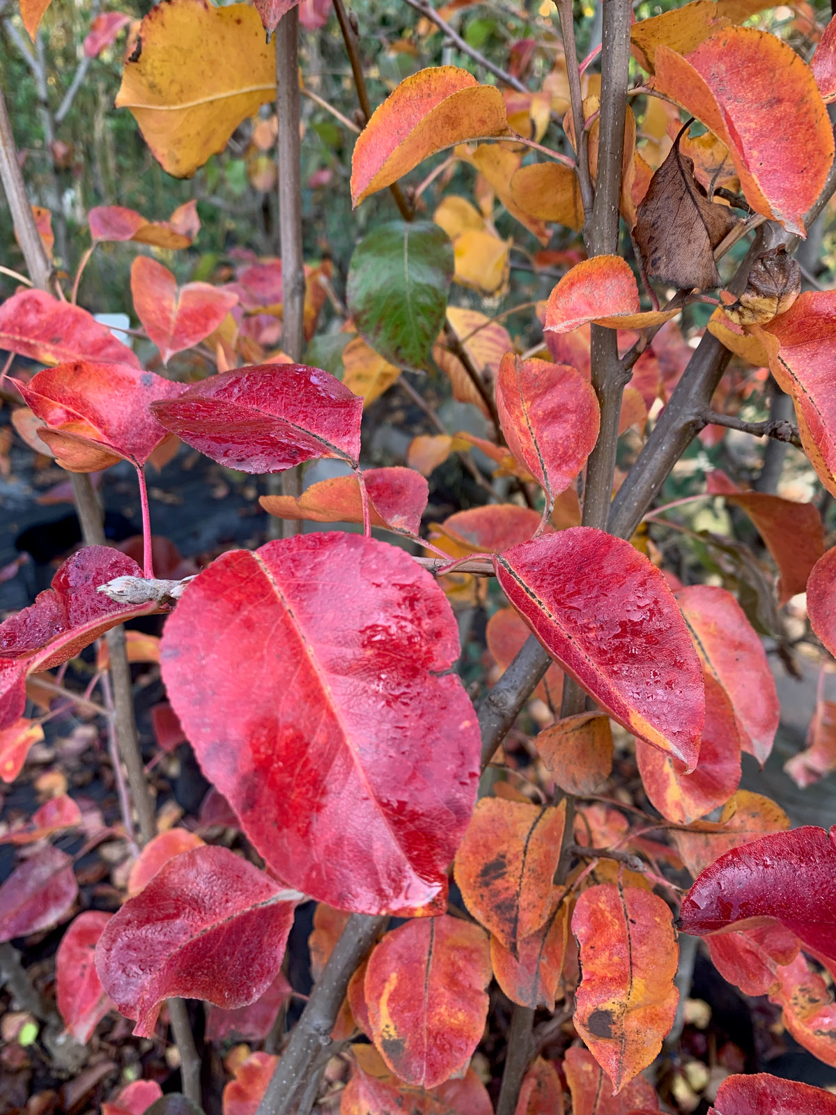 Peral de flor - Pyrus calleryana