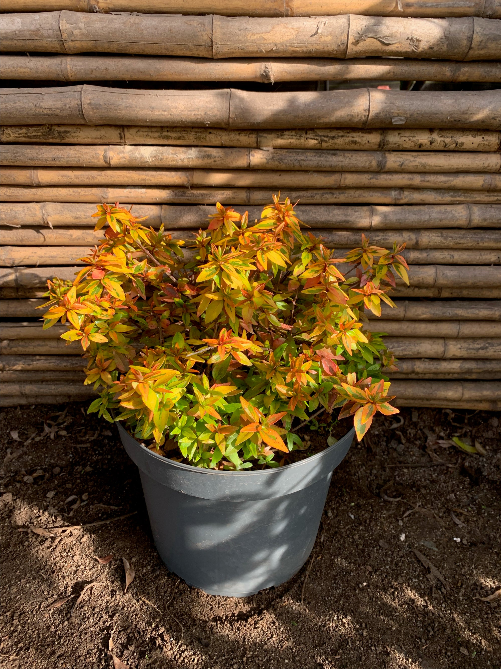 Abelia Golden