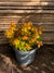 Abelia Golden