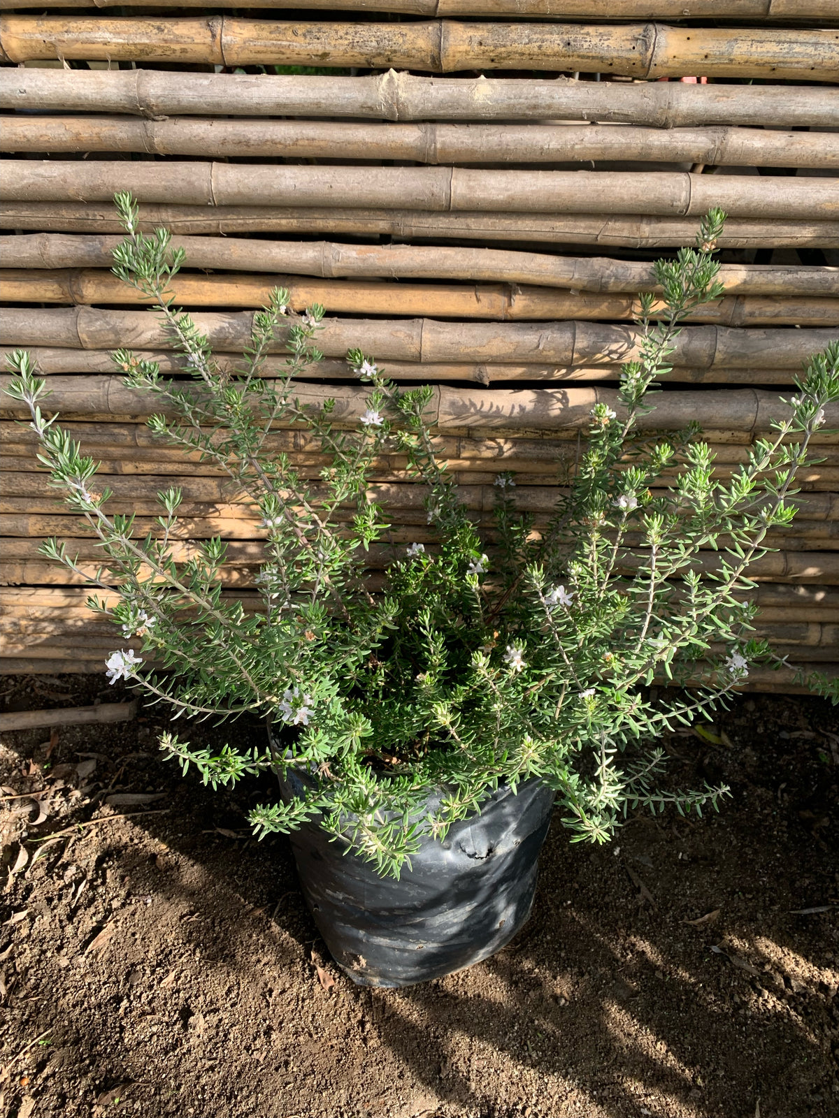 Westringia Blanca (0.3-0.5 m)