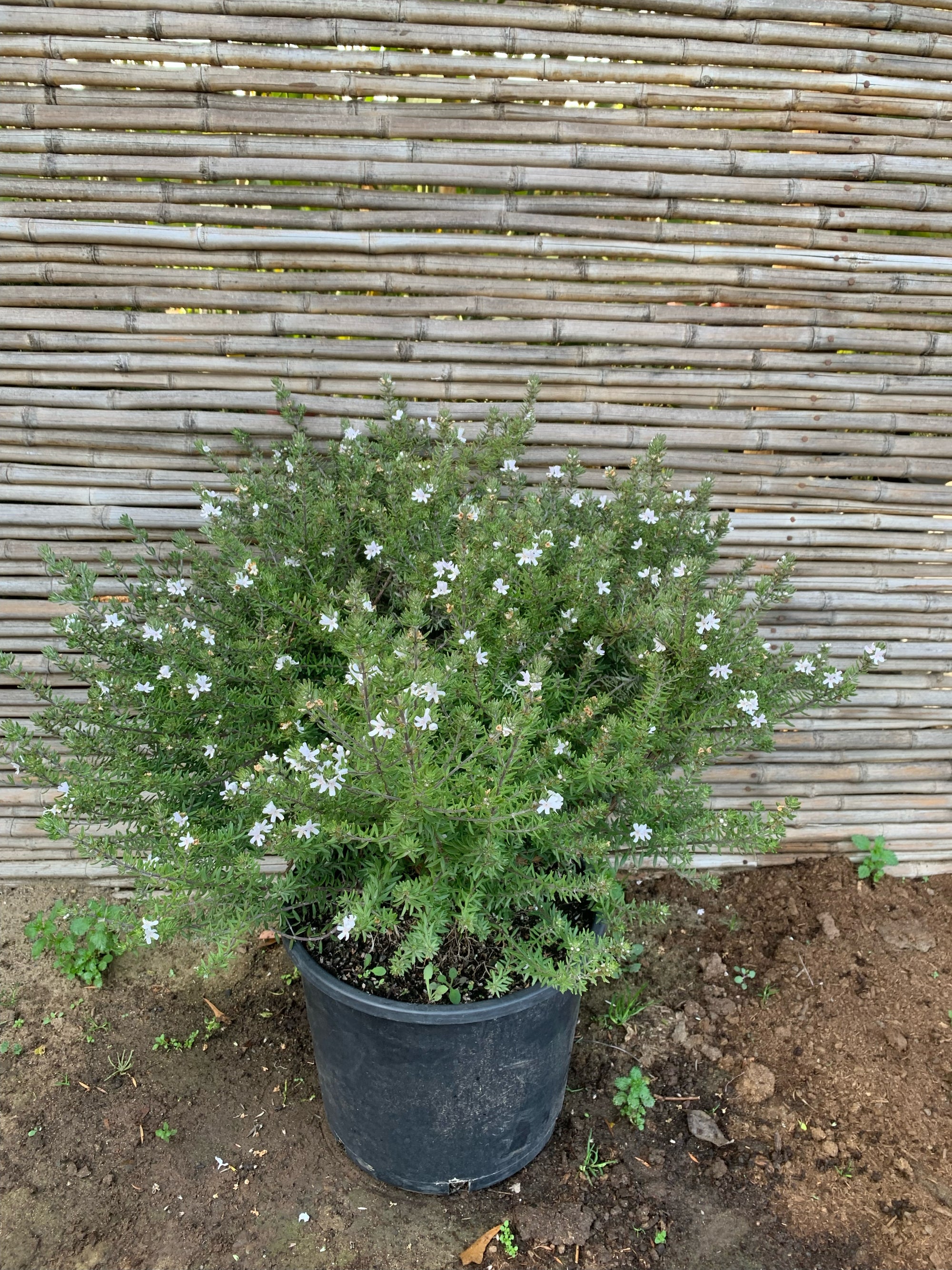 Westringia Blanca (0.5-0.6m)