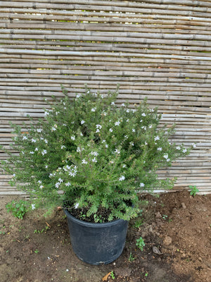 Westringia Blanca (0.5-0.6m)