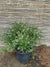 Westringia Blanca (0.5-0.6m)