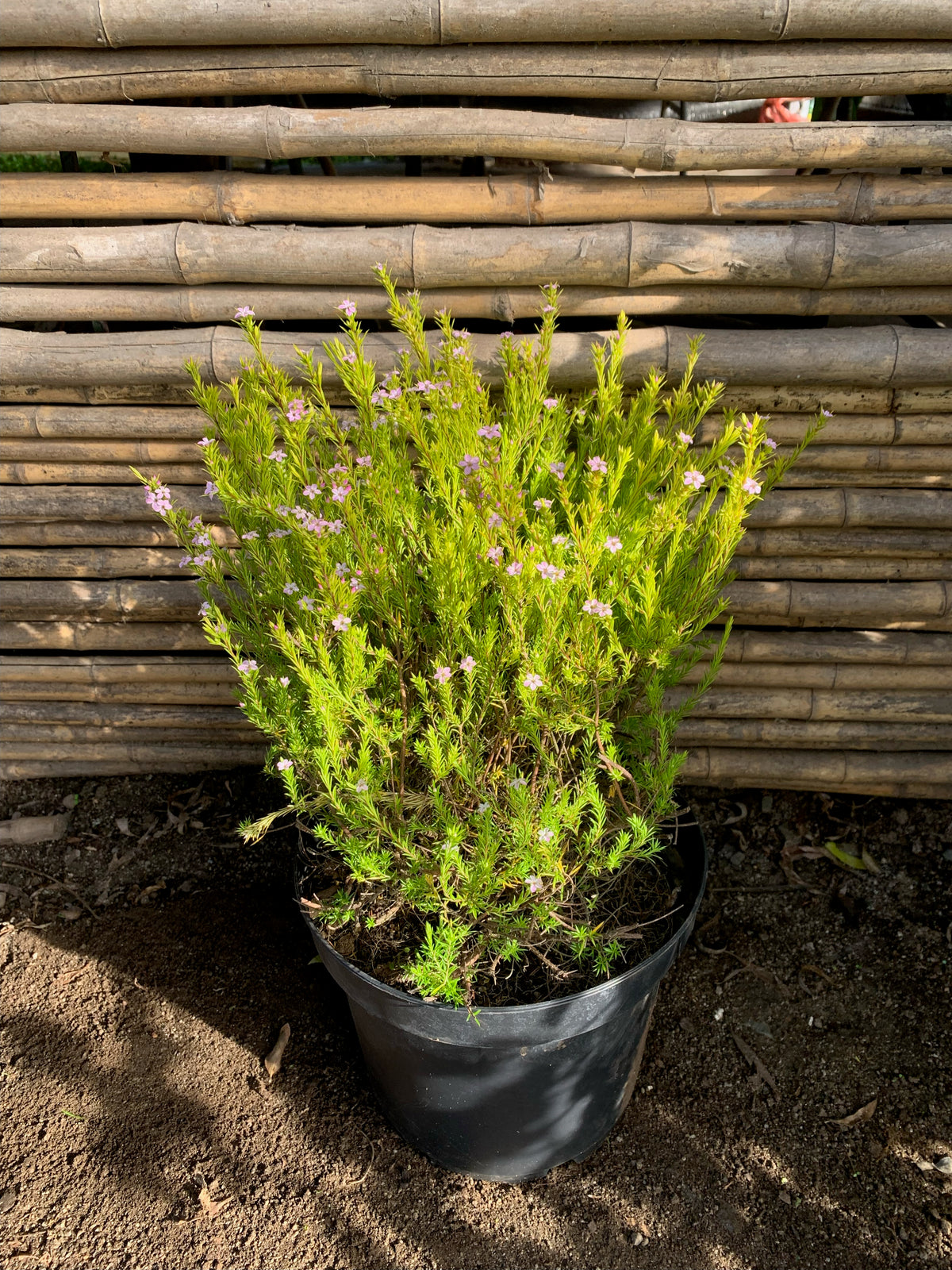 Diosma Arbustivo (0.4-0.5m)