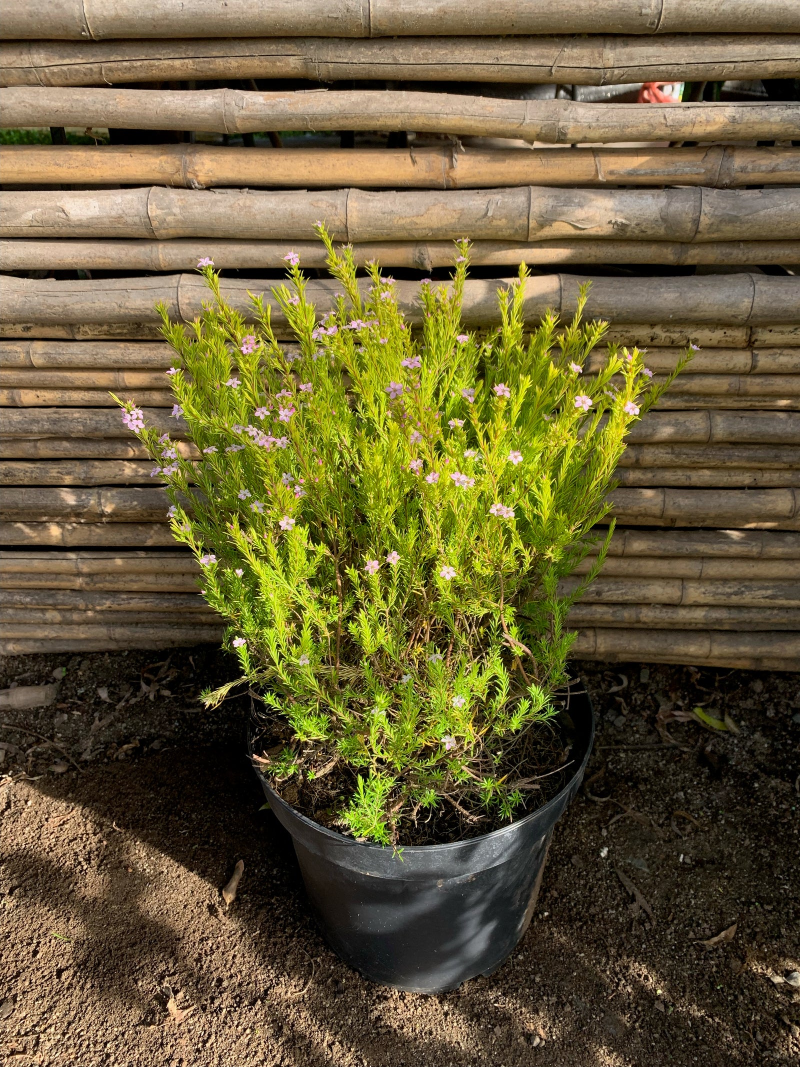 Diosma Arbustivo (0.4-0.5m)