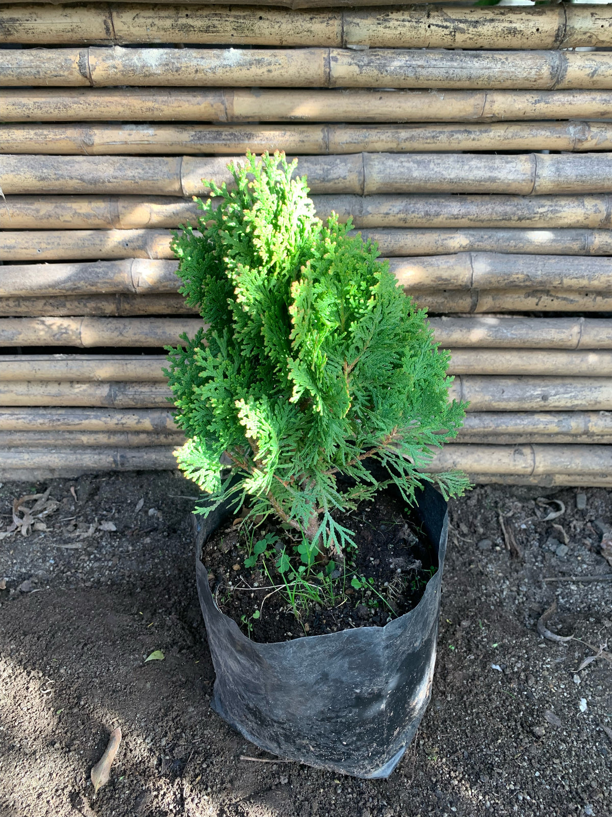 Thuja Occidentalis Dánica