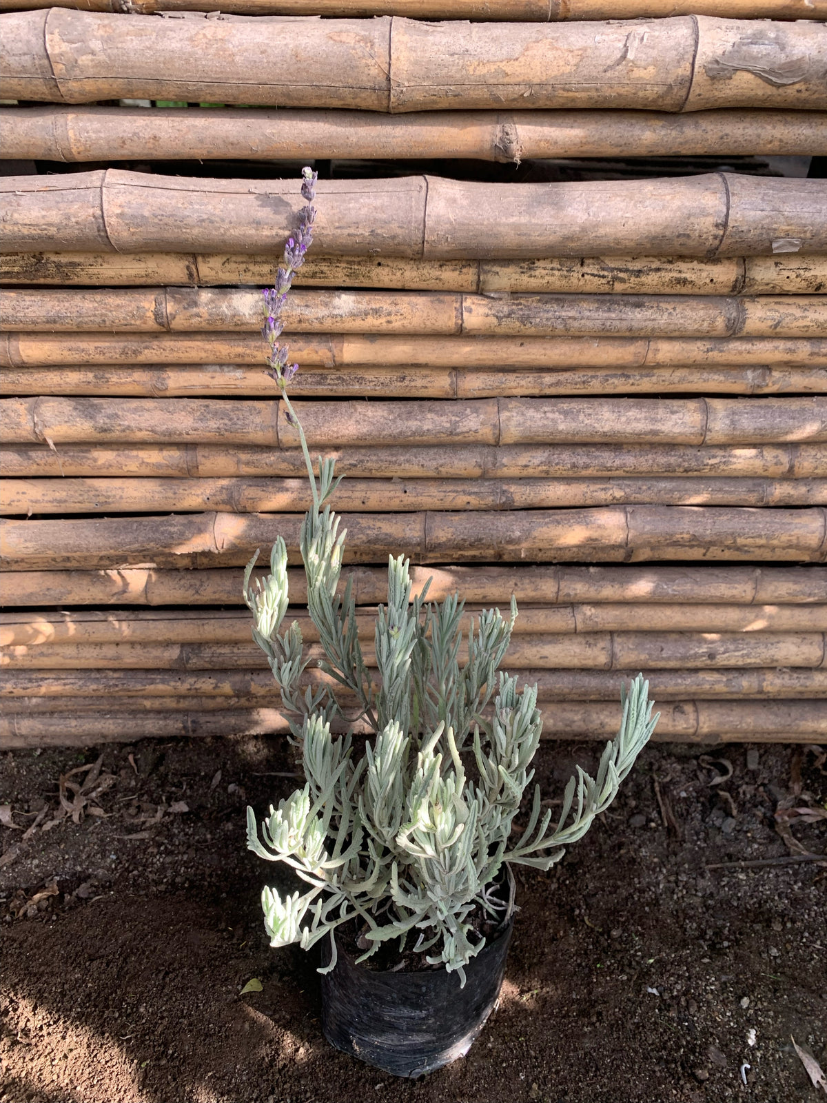 Lavanda Goodwin Creek