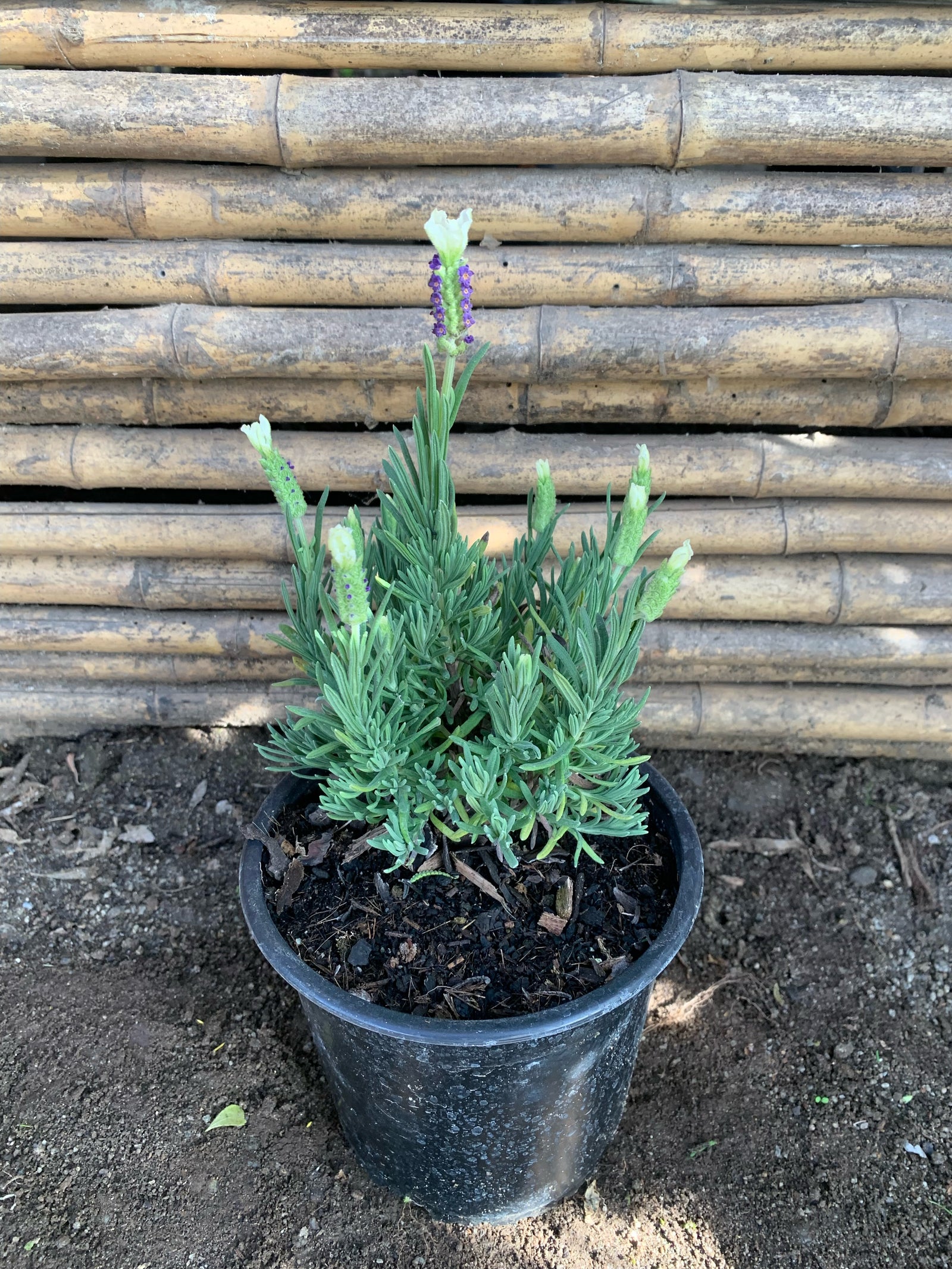 Lavanda Stoeacha - Lavándula Stoeachas  (0.2-0.3 m) Blanca