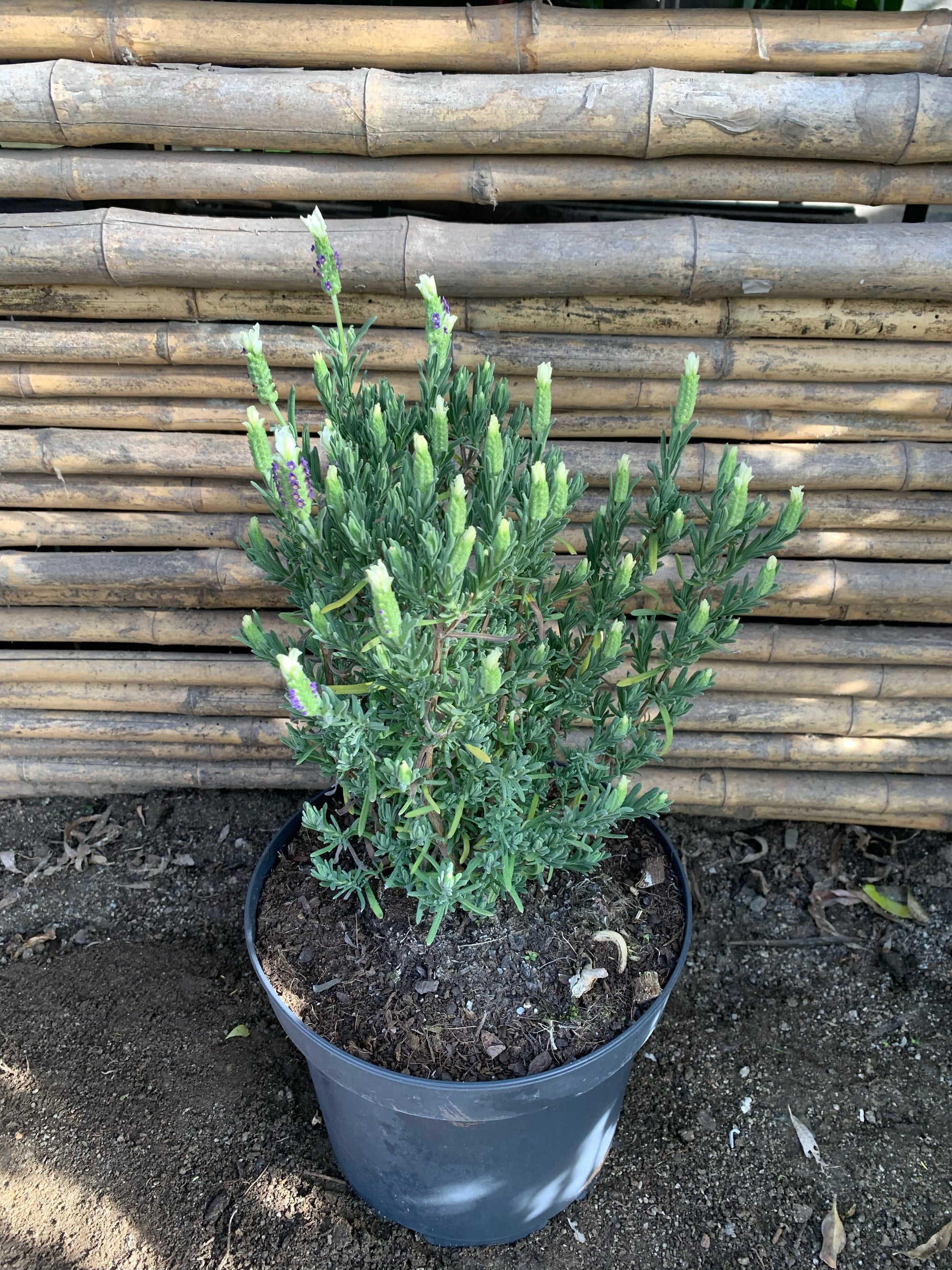 Lavanda Stoeacha - Lavándula Stoeachas  (0.2-0.4 m) Blanca