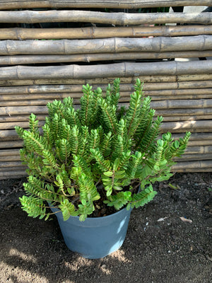 Verónica Compacta - Hebe buxifolia compacta