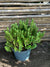 Verónica Compacta - Hebe buxifolia compacta