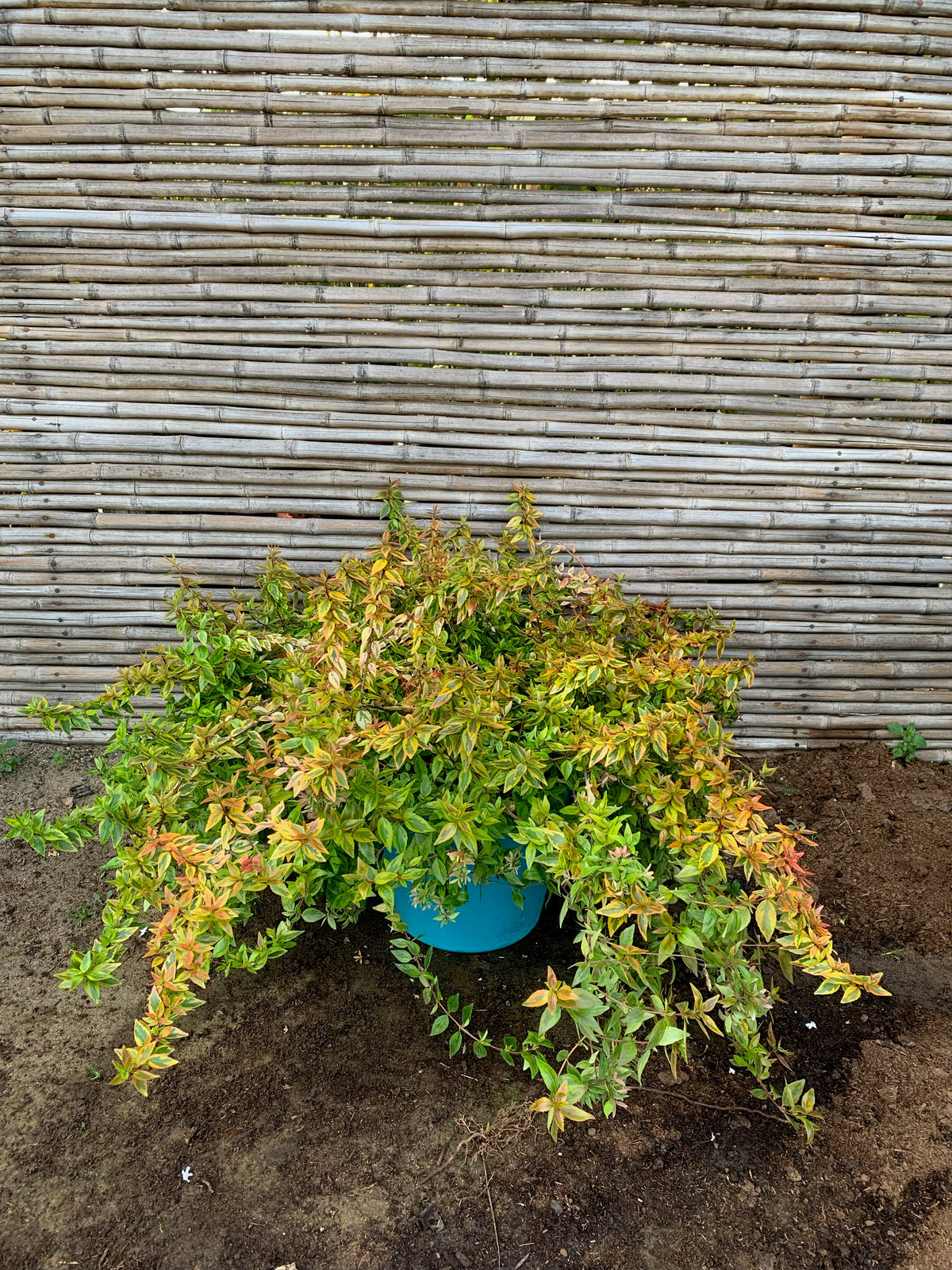 Abelia Rastrera - Abelia Variegata