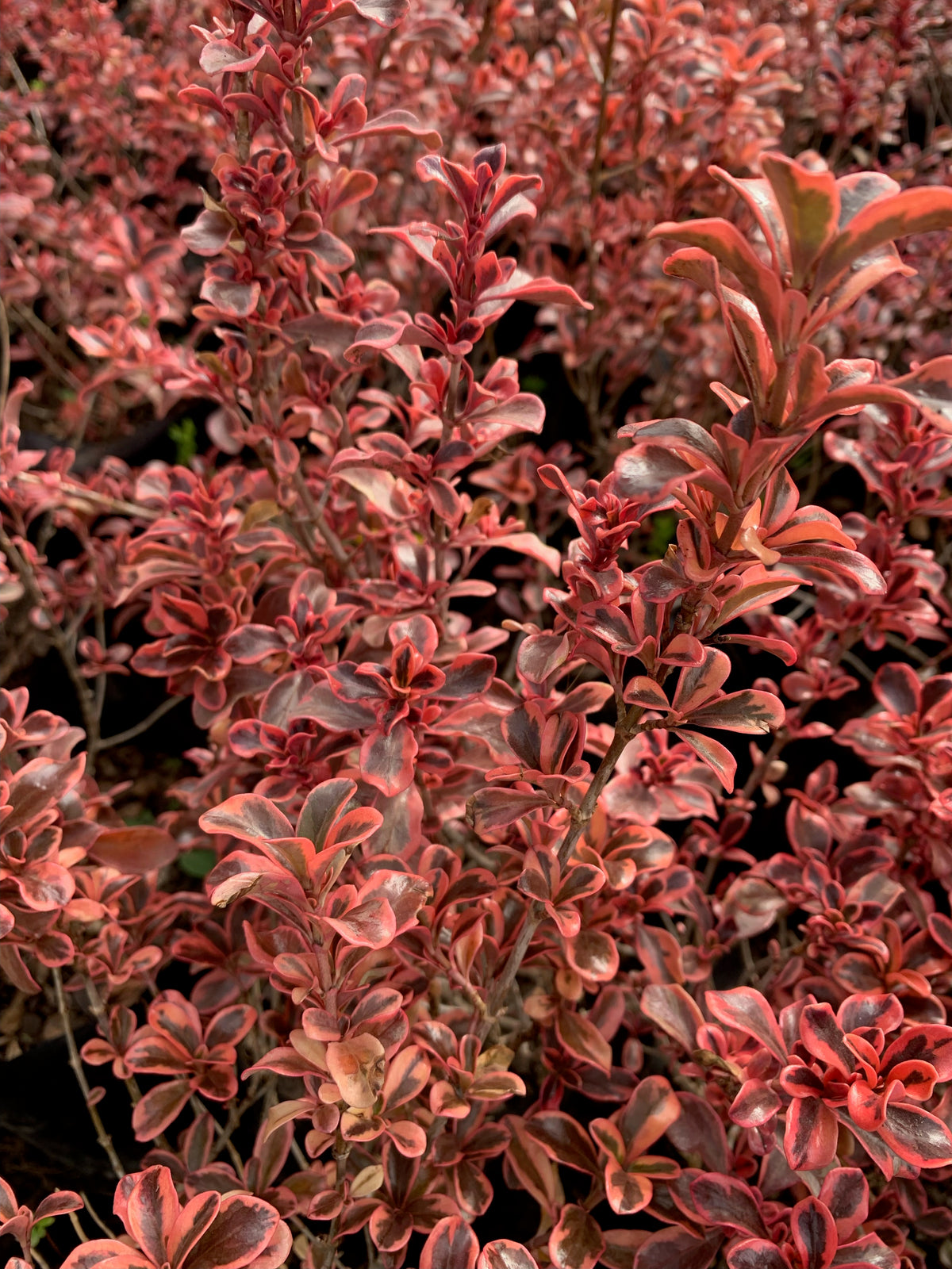 Coprosma Tequila (0.7-0.8m)