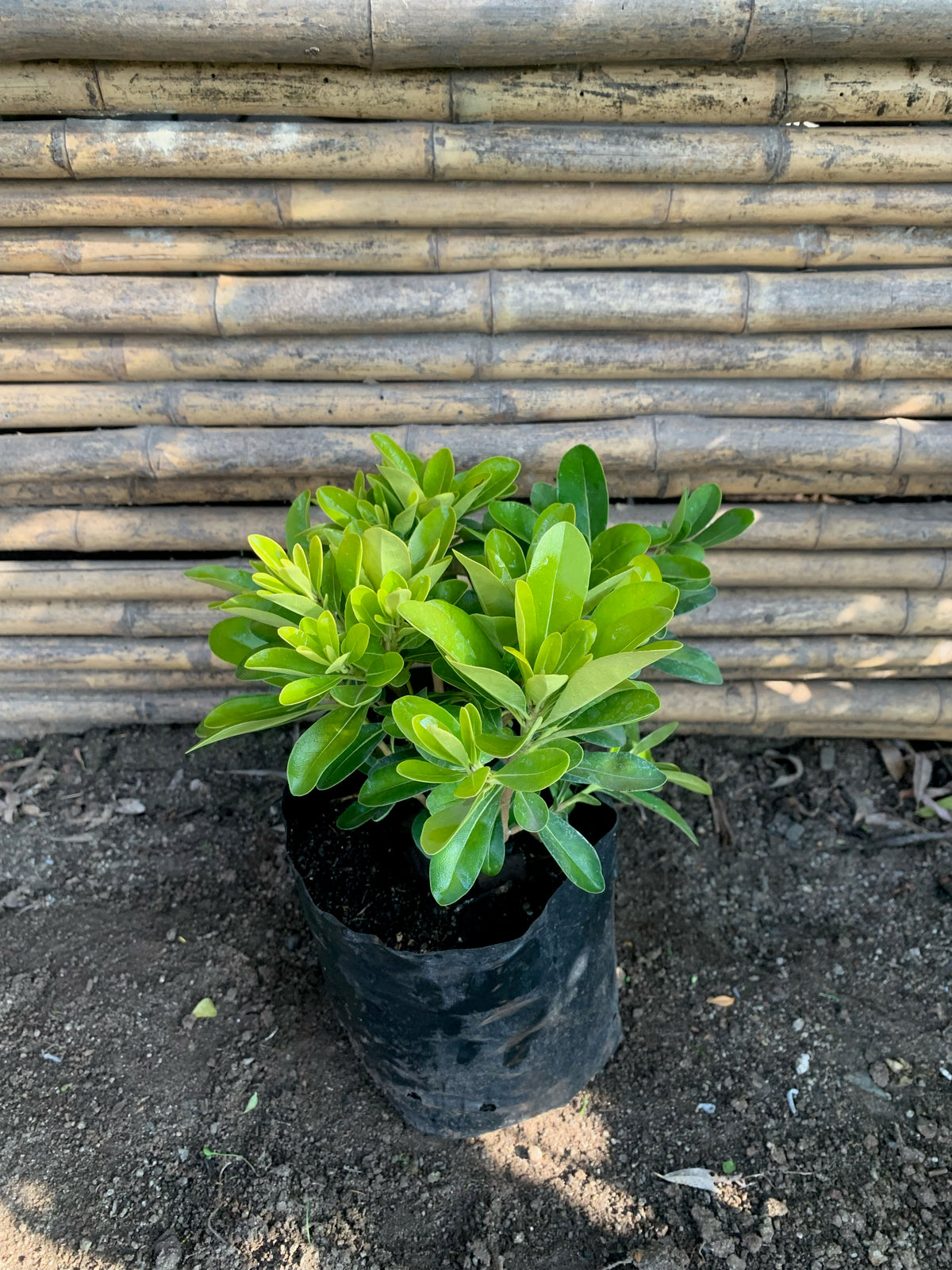 Pitosporo Tobira Enano - Pittosporum Tobira nana (0.15-0.25m)