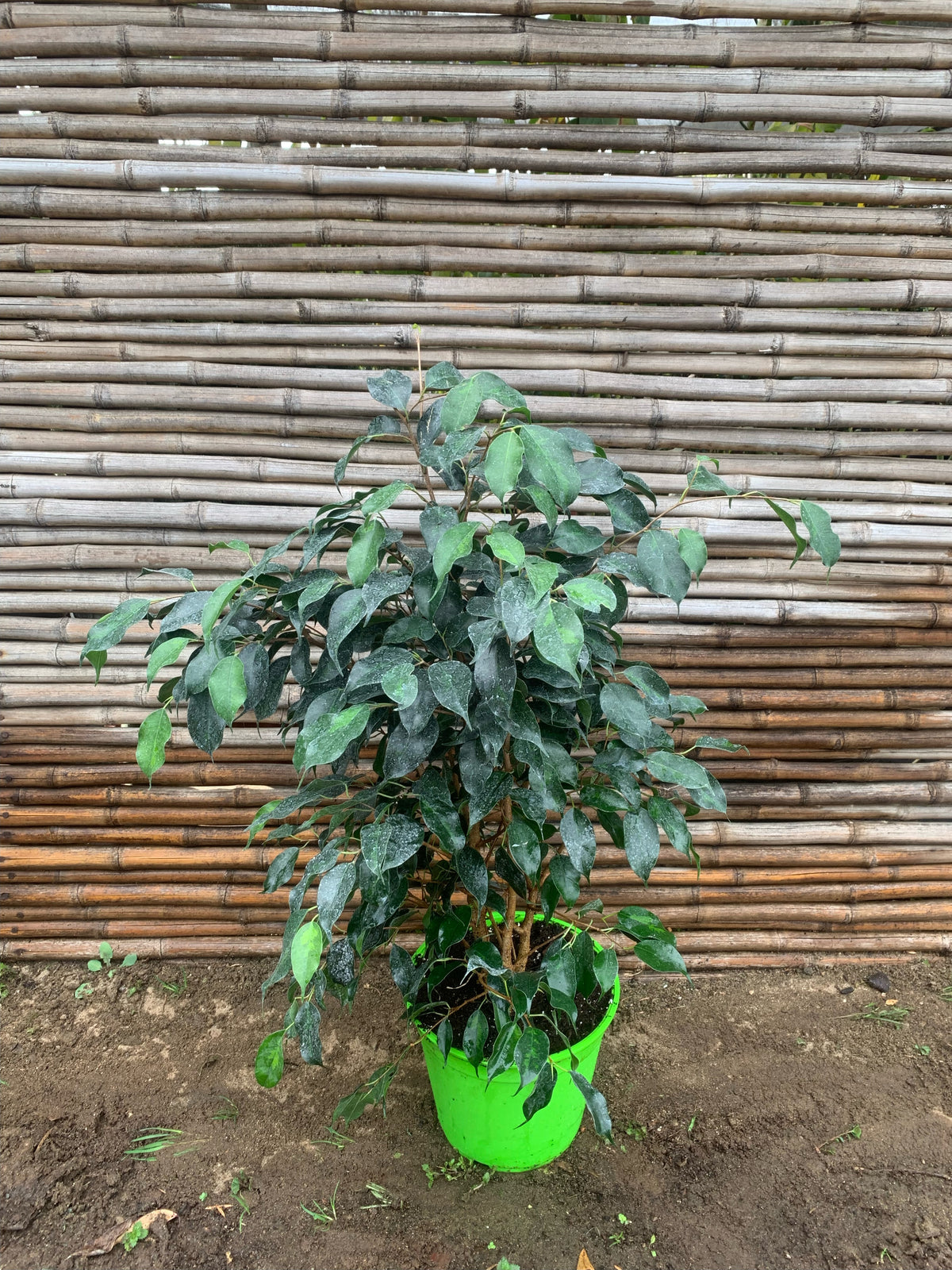 Ficus Danielle (0.6 m)