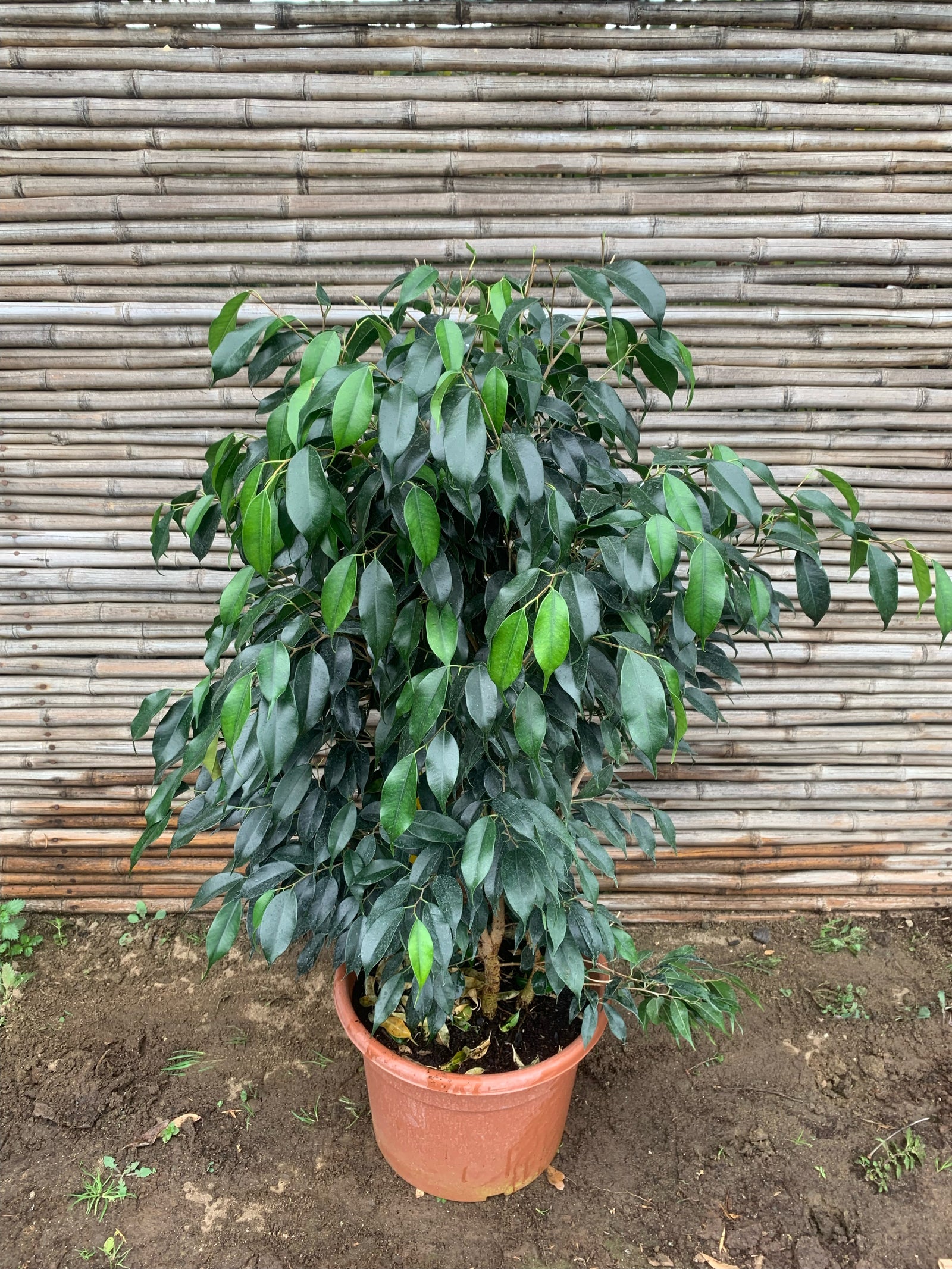 Ficus Danielle (0.8 m)