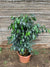 Ficus Danielle (0.8 m)