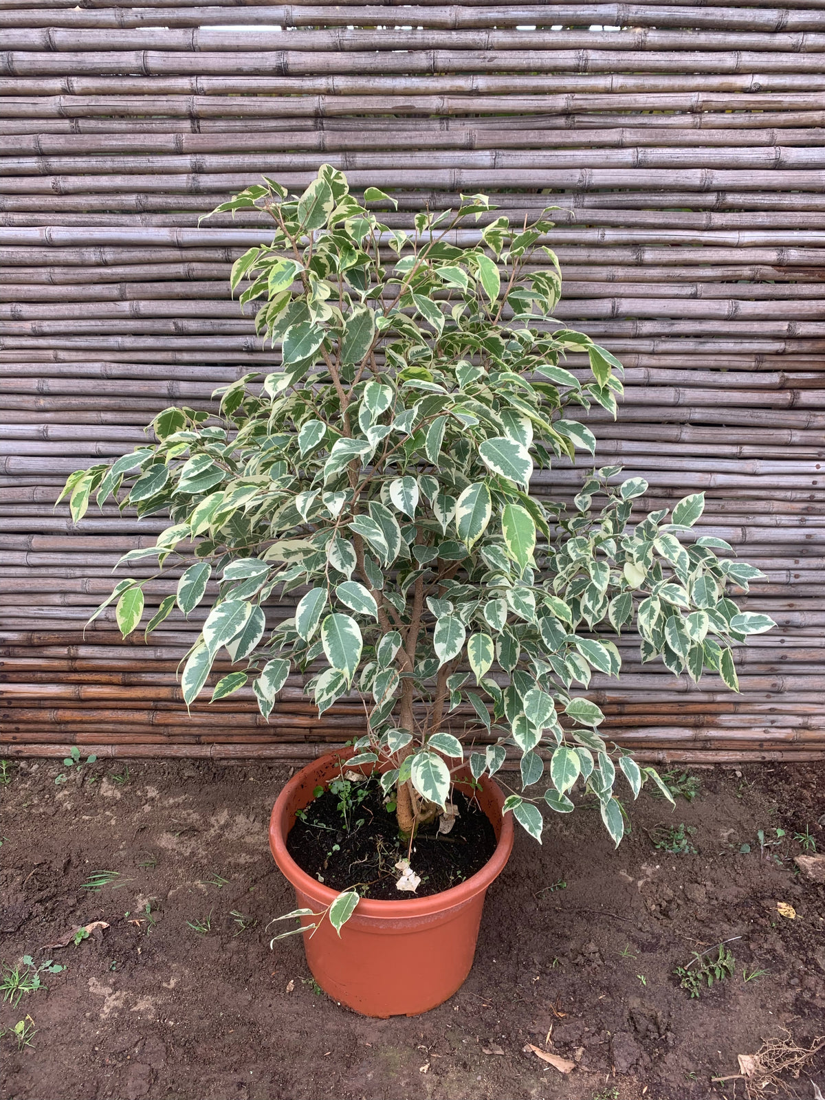 Ficus variegado (0.8 m)