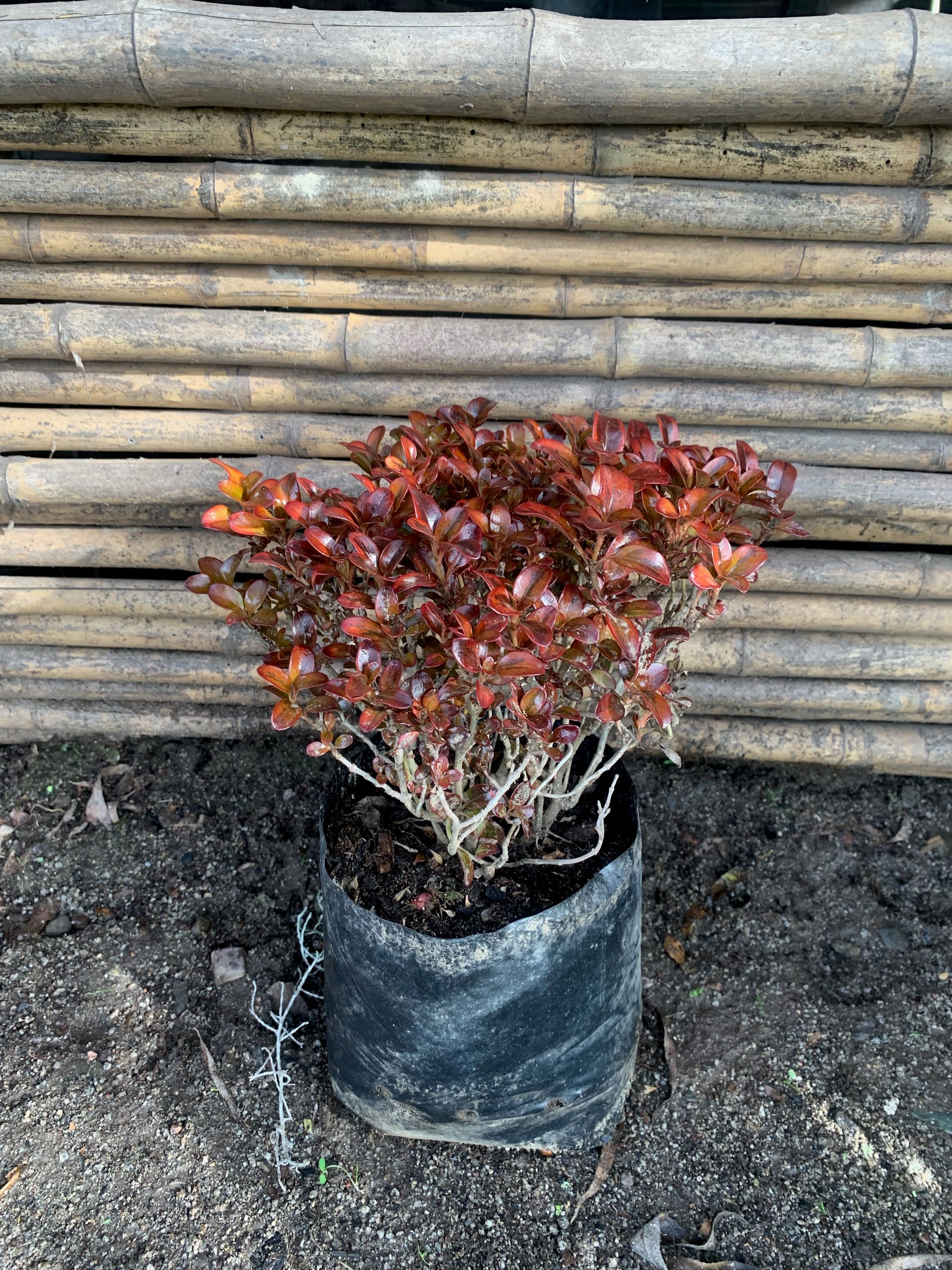 Coprosma Bronce (0.3-0.5m))