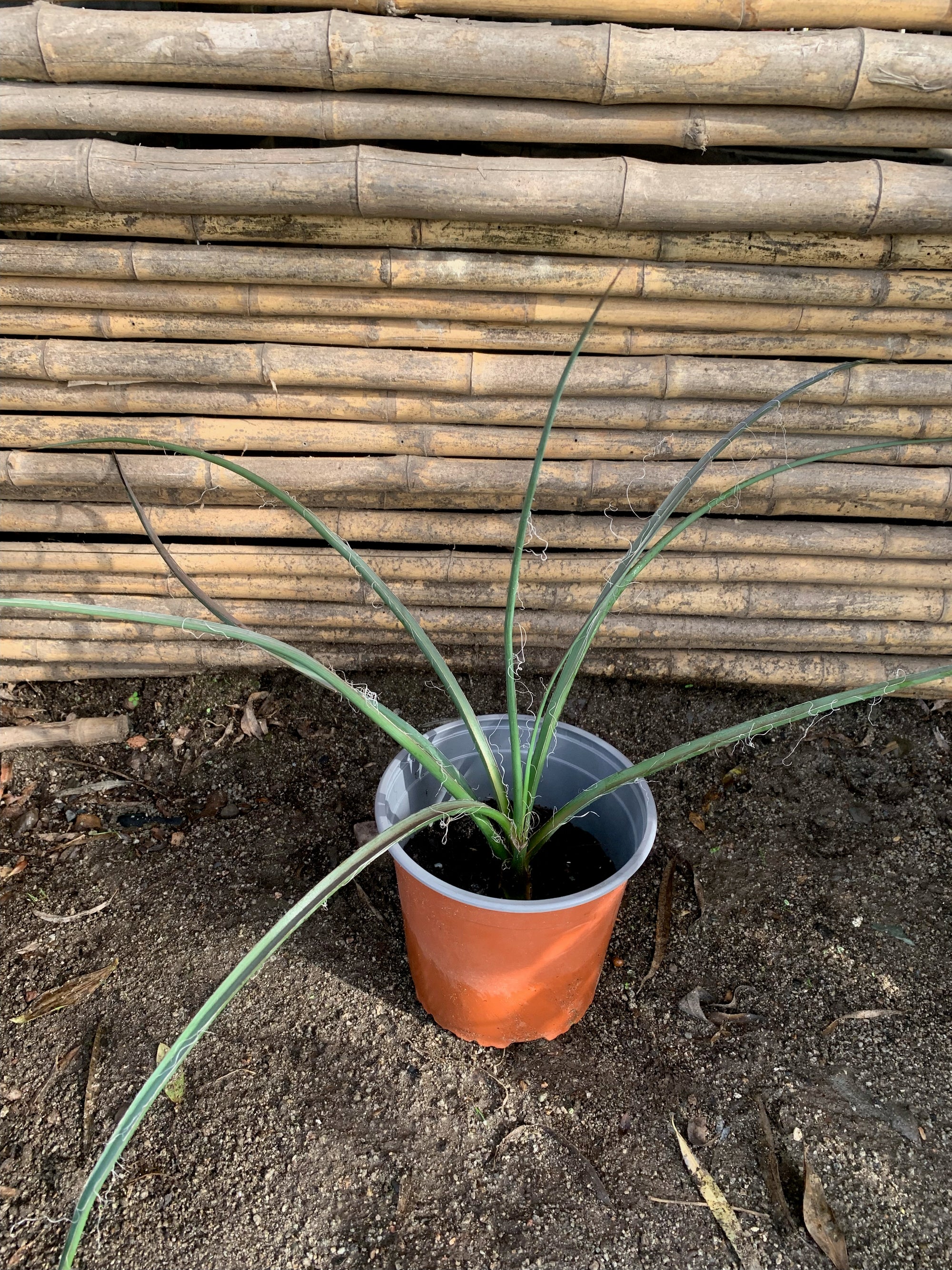 Hesperaloe