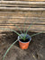 Hesperaloe
