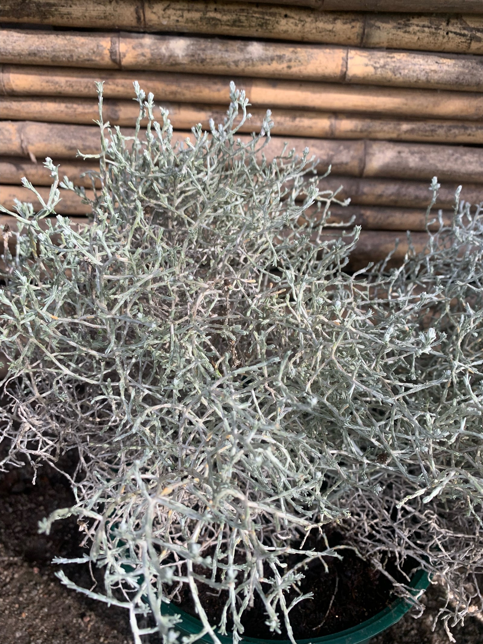 Colchón de Plata - Leucophyta