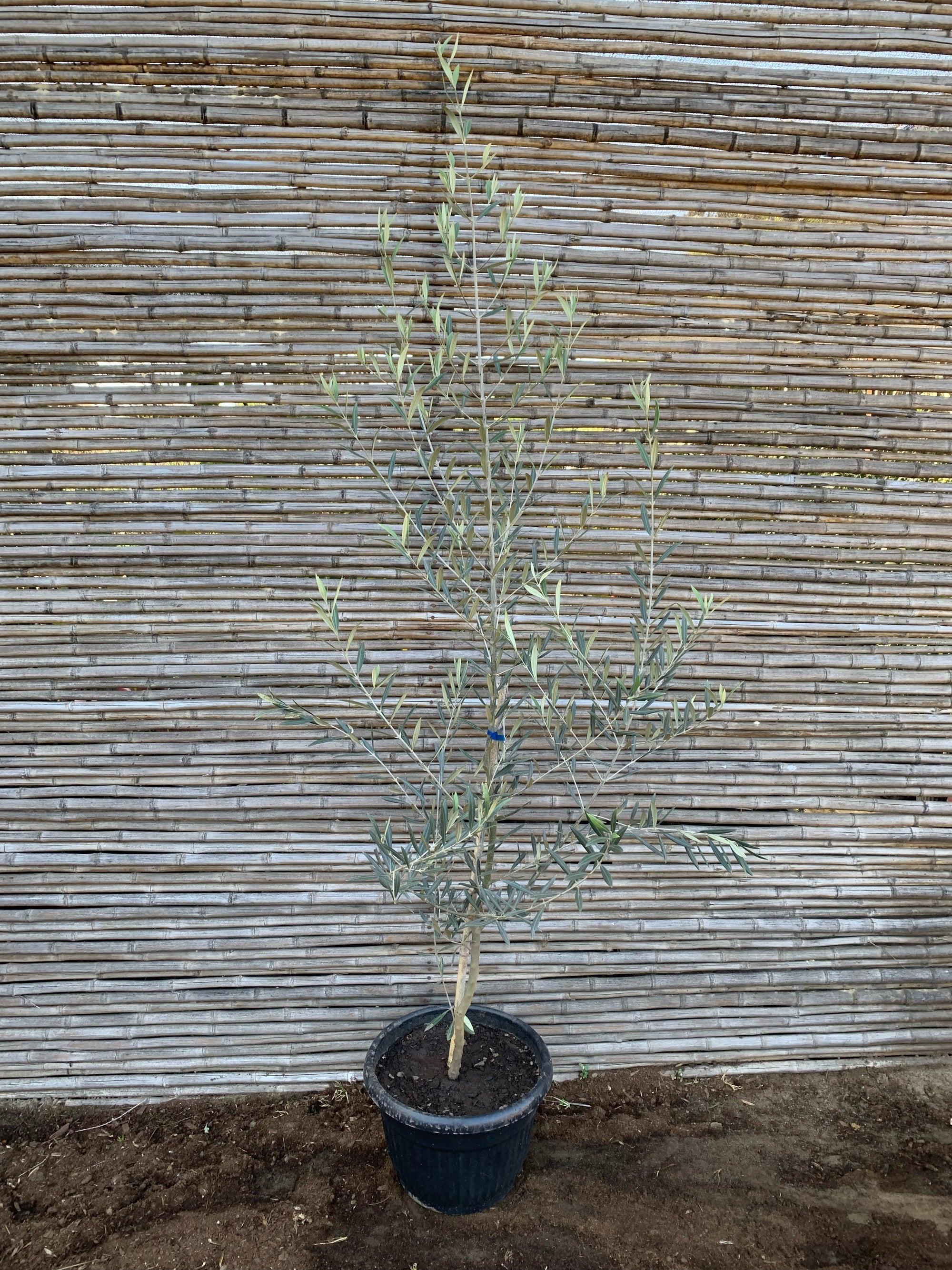 Olivo (Grande)