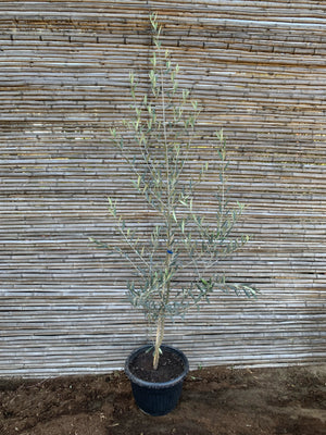 Olivo (Grande)