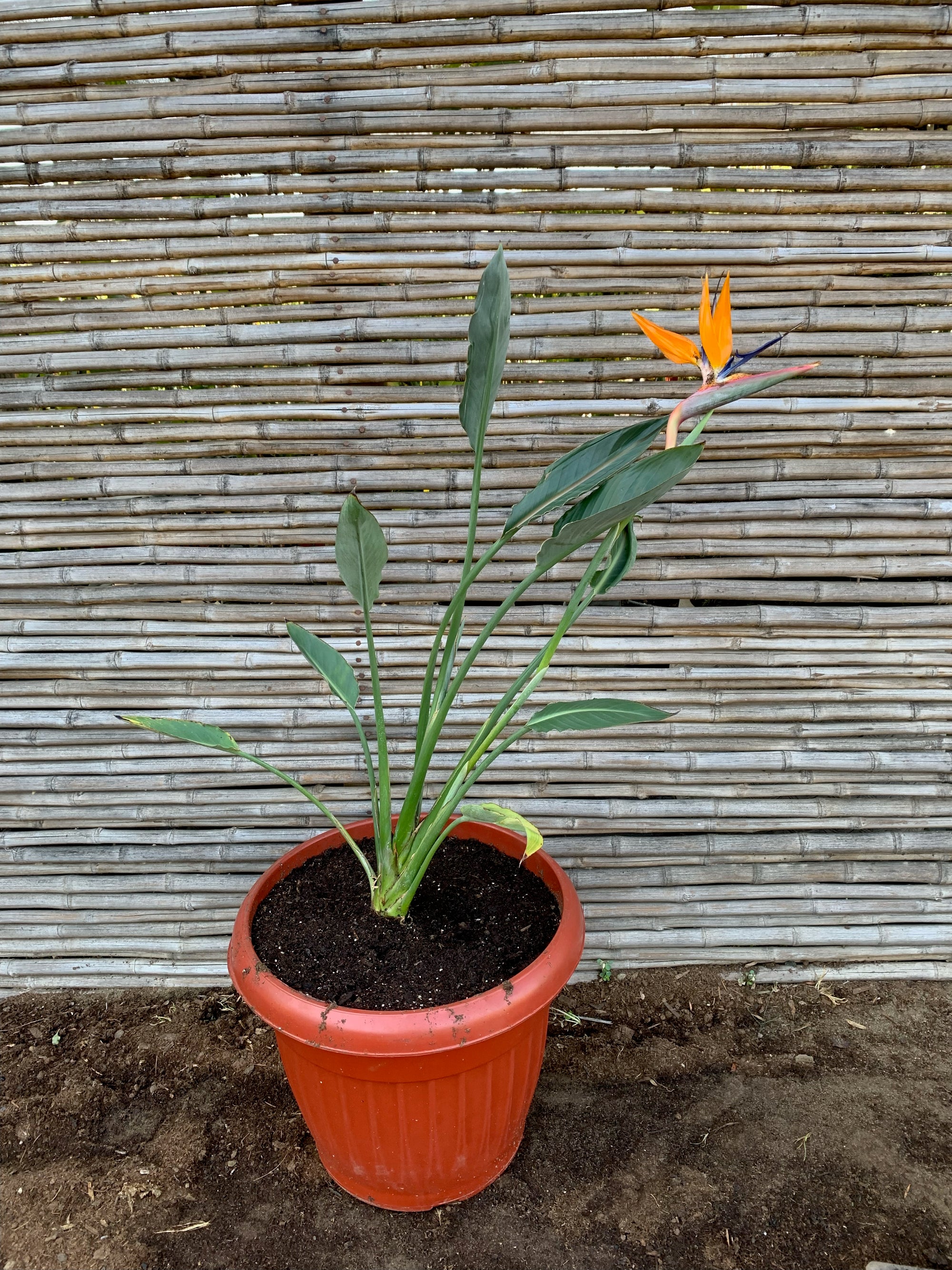 Ave del Paraíso - Strelitzia nicolai