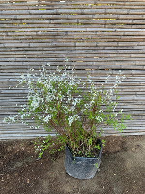 Spirea Thumbergii
