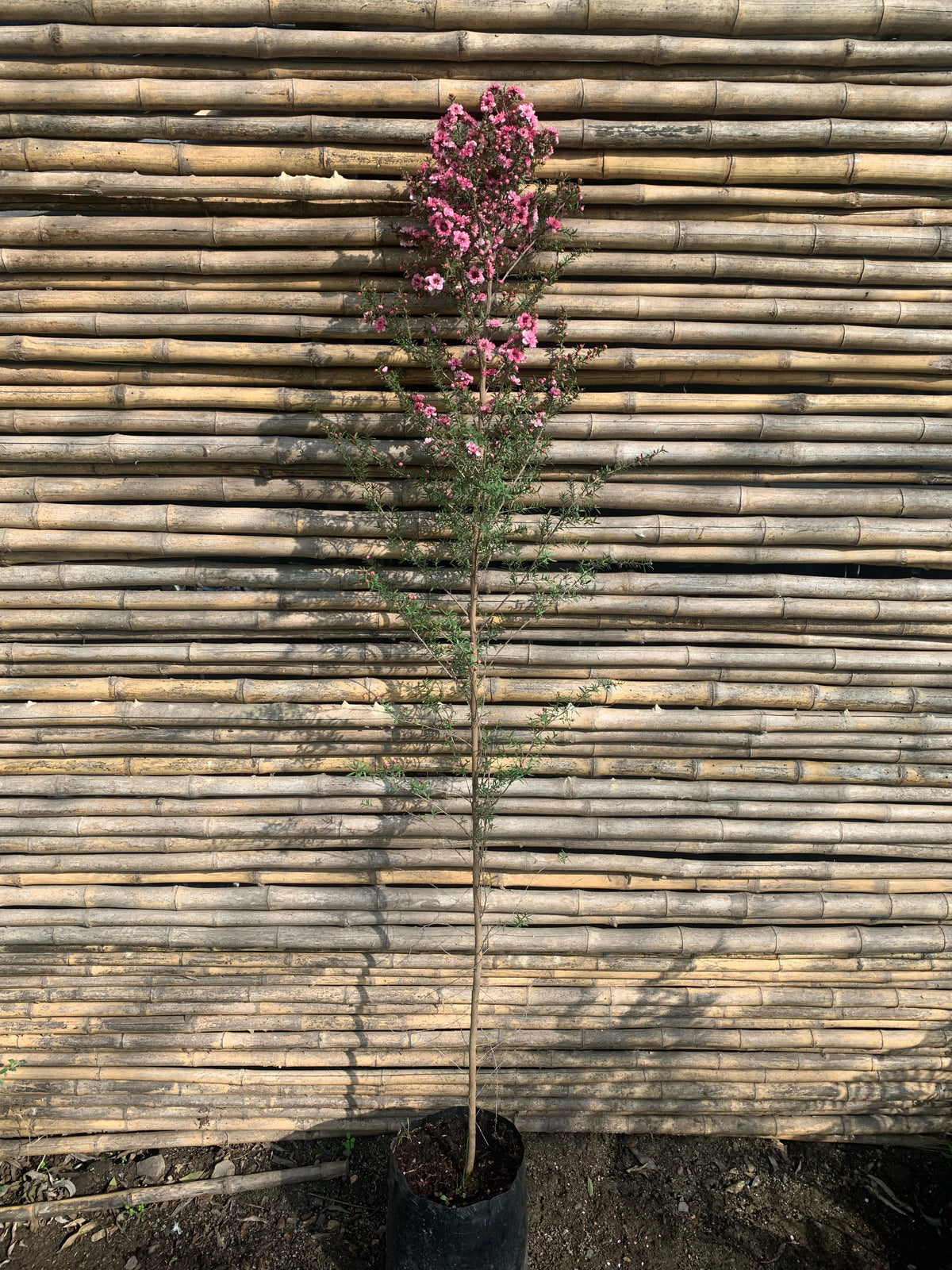 Leptospermum - Leptospermum scoparium rojo