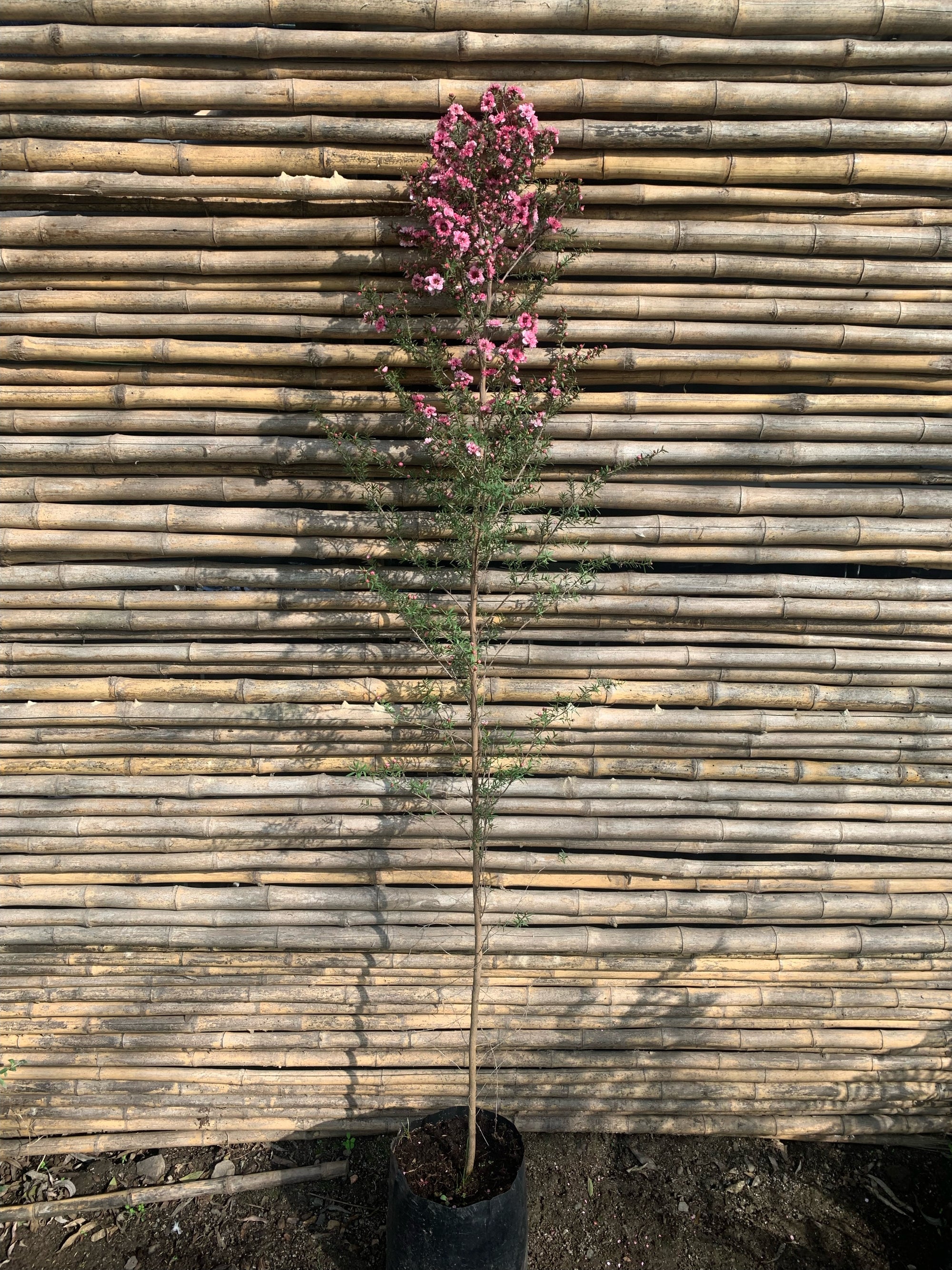Leptospermum - Leptospermum scoparium rojo