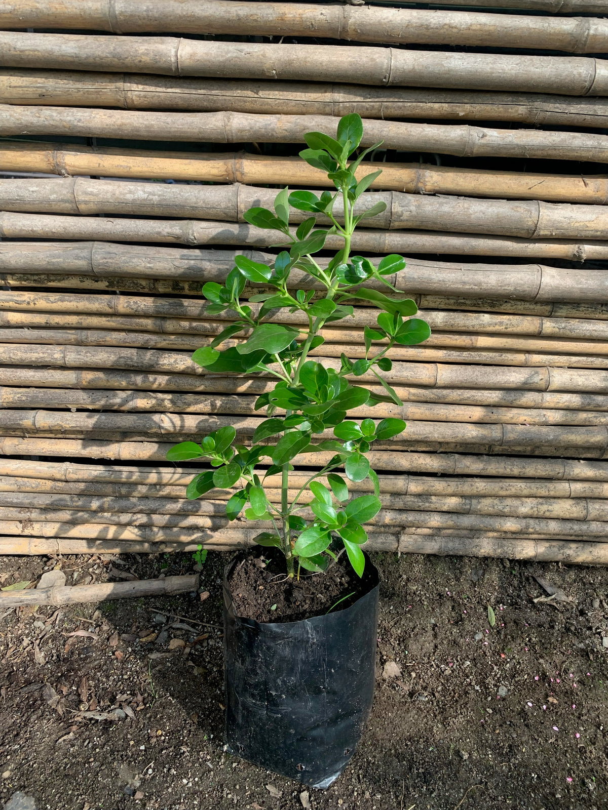 Coprosma Verde - Coprosma Baueri