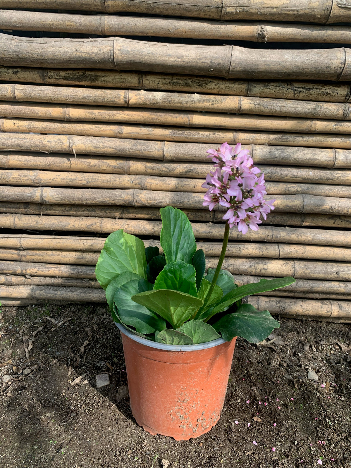 Hortensia de Invierno -  Bergenia crassifolia