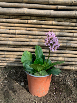 Hortensia de Invierno -  Bergenia crassifolia