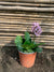 Hortensia de Invierno -  Bergenia crassifolia