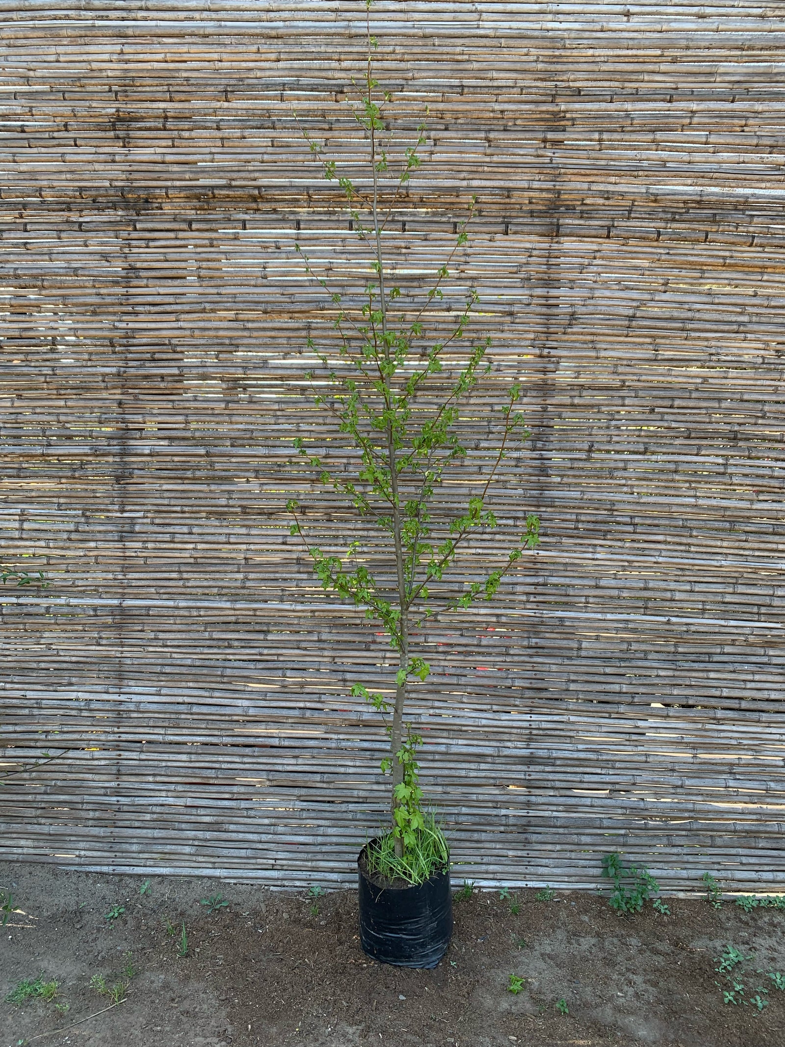 Liquidambar (1.8-2.3 m)