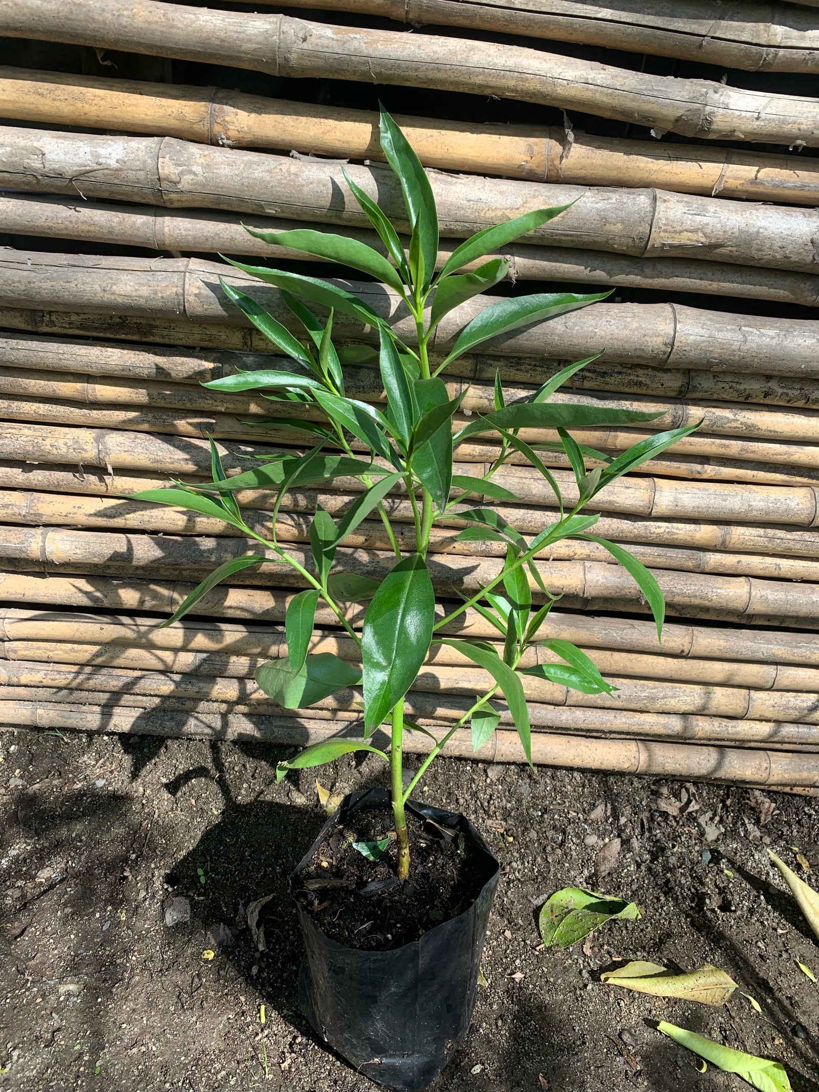 Miósporo Arbustivo - Myoporum laetum (0.3-0.4m)