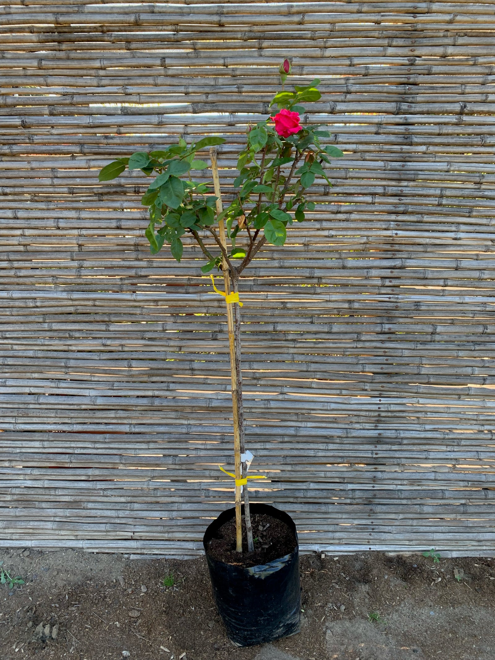 Rosa de Pie Alto -  DIFERENTES COLORES