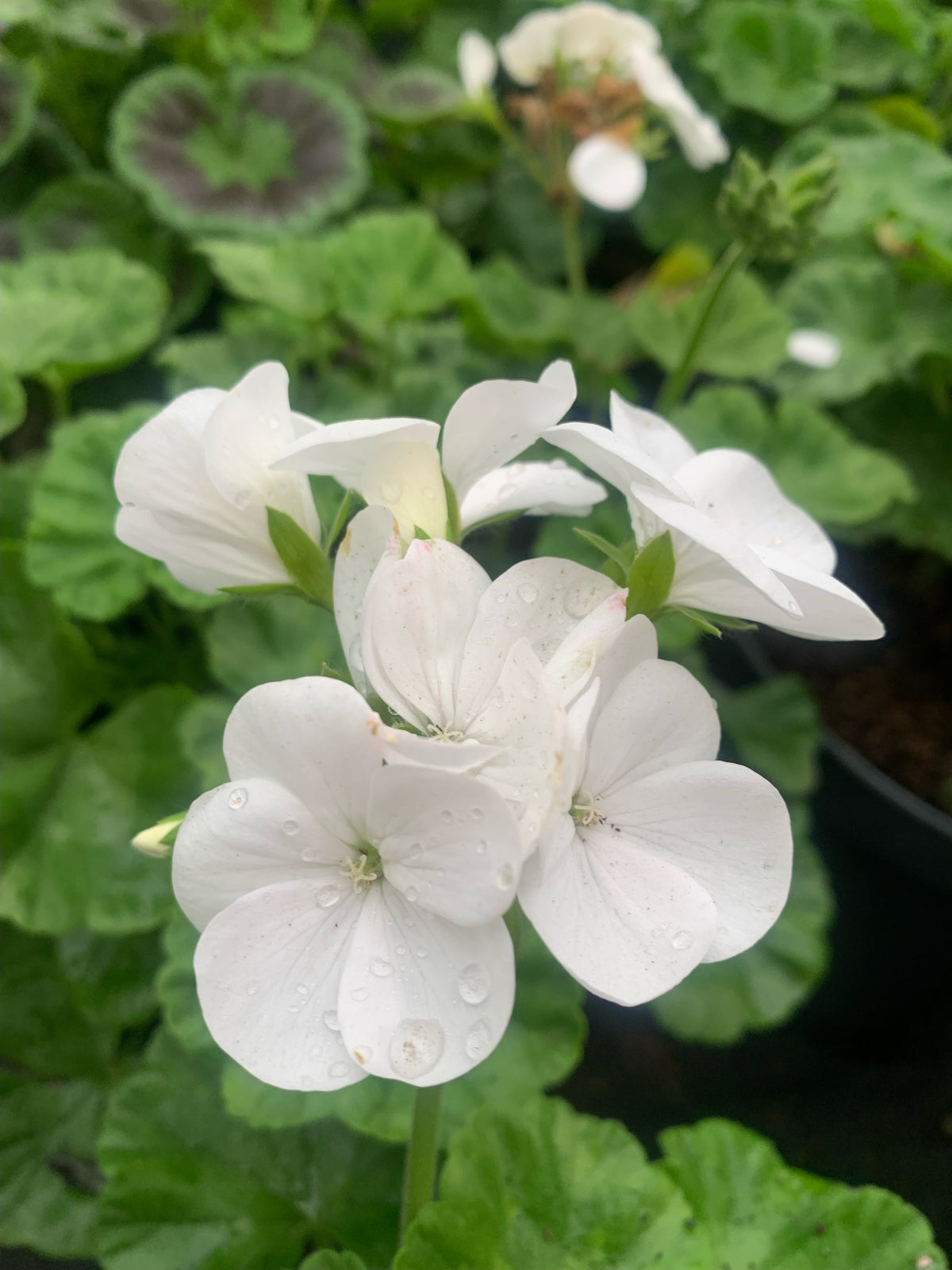 Cardenales - Geranium (COLORES)
