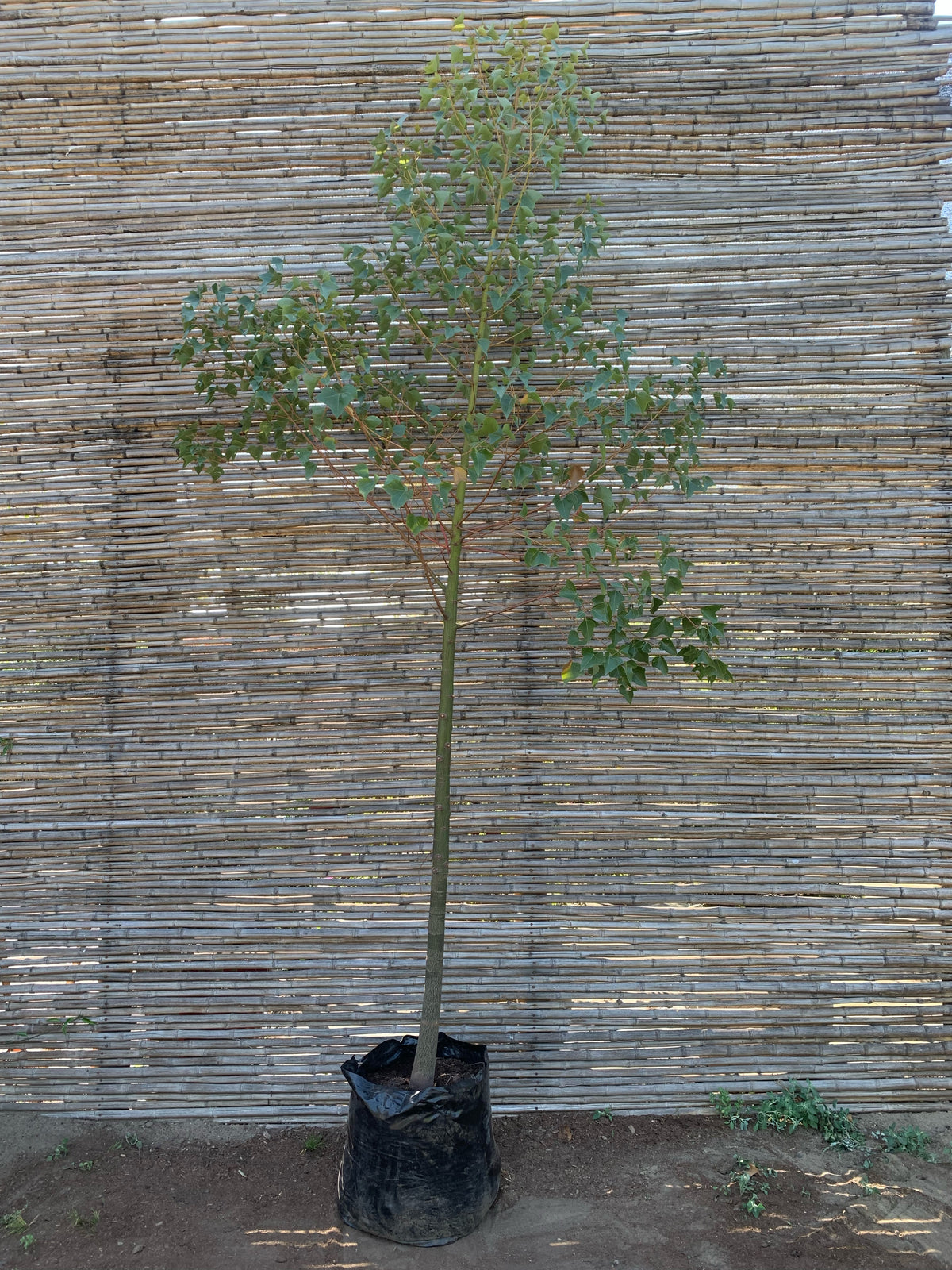 Brachichito - Brachychiton (2.2-2.5)